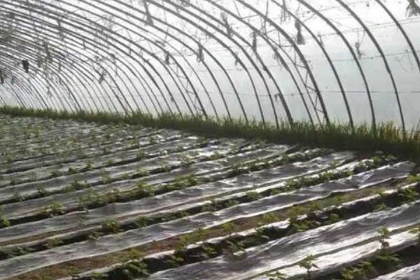 连阴天对大棚蔬菜有何影响，容易发生冷害、阻碍光合作用、引发病害