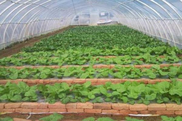 连阴天对大棚蔬菜有何影响，容易发生冷害、阻碍光合作用、引发病害