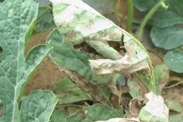 连阴天对大棚蔬菜有何影响，容易发生冷害、阻碍光合作用、引发病害
