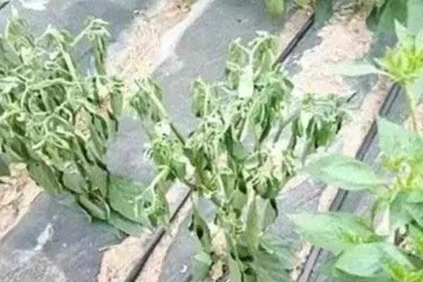 连阴天对大棚蔬菜有何影响，容易发生冷害、阻碍光合作用、引发病害