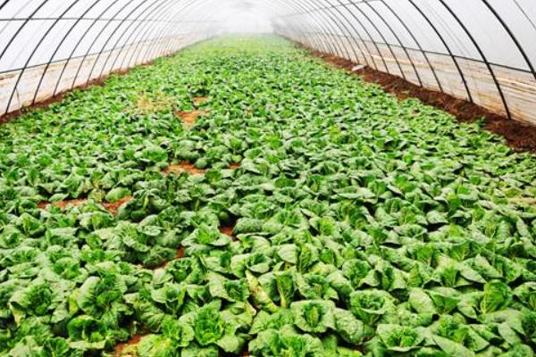 连阴天对大棚蔬菜有何影响，容易发生冷害、阻碍光合作用、引发病害