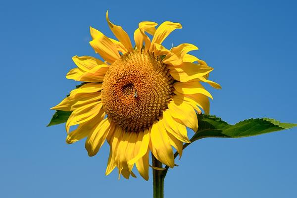 向日葵的花语，寓意沉默的爱、追求幸福等
