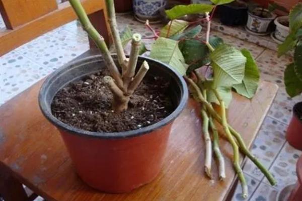 一品红花谢后的养护方法，应立刻对全部枝条进行重剪