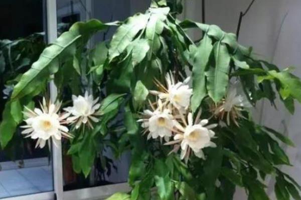昙花是不是月下美人，二者是同一种植物