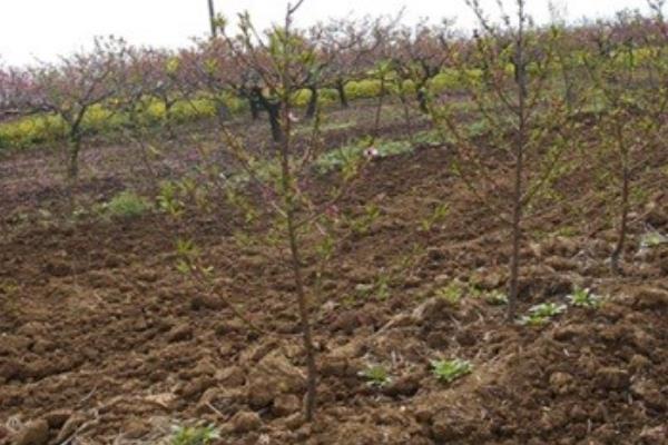 桃苗什么时候定植好，5月上旬到6月上旬定植为佳