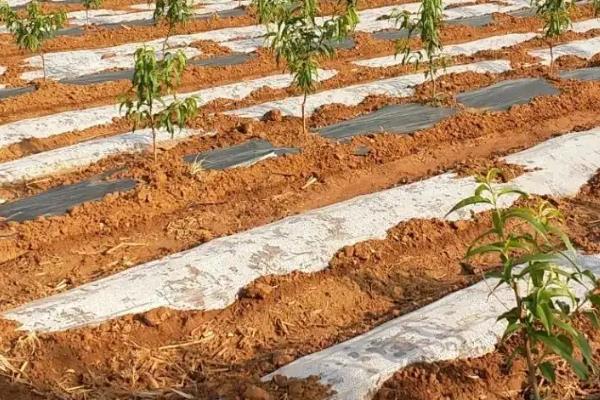 桃苗什么时候定植好，5月上旬到6月上旬定植为佳