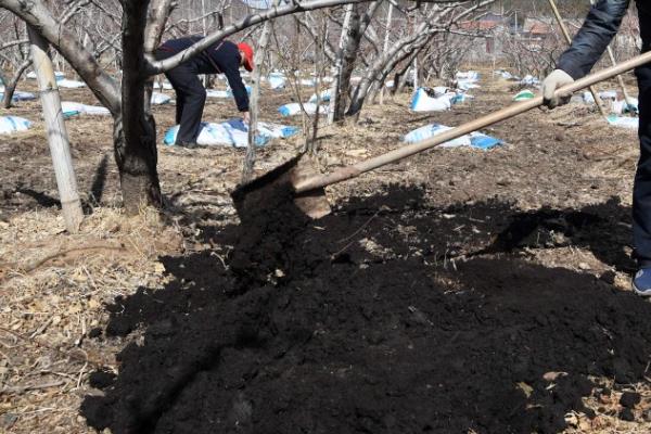桃苗什么时候定植好，5月上旬到6月上旬定植为佳