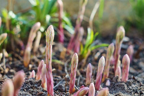 冬天芦笋可以种植吗，可以在大棚里面种植