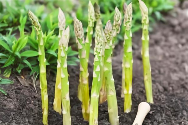 冬天芦笋可以种植吗，可以在大棚里面种植