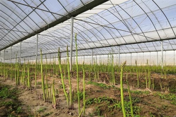 冬天芦笋可以种植吗，可以在大棚里面种植