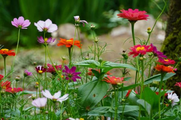冬季草花有哪些品种，常见的有红色虞美人、波斯菊等