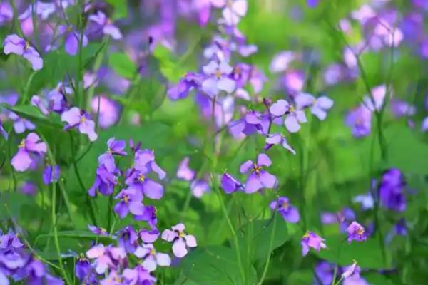 冬季草花有哪些品种，常见的有红色虞美人、波斯菊等