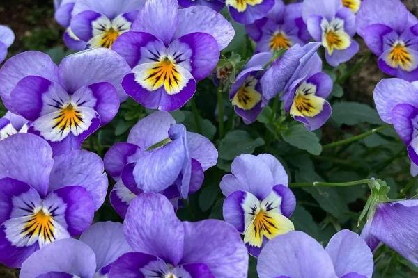 冬季草花有哪些品种，常见的有红色虞美人、波斯菊等