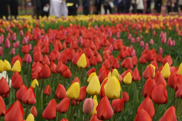 冬季草花有哪些品种，常见的有红色虞美人、波斯菊等