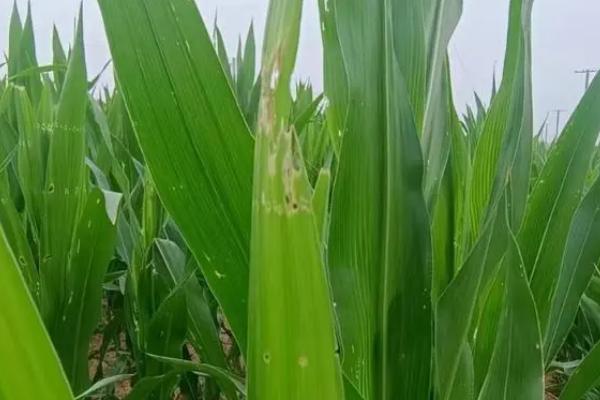 玉米被水淹过变黄了怎么处理，需要为玉米提供充足的养分
