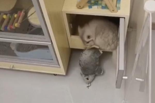 龙猫是什么，学名为毛丝鼠
