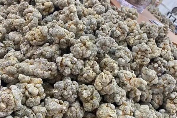 三七好坏怎么分辨，品质好的外形饱满且干度高