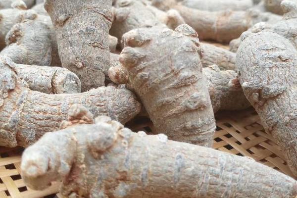 三七好坏怎么分辨，品质好的外形饱满且干度高