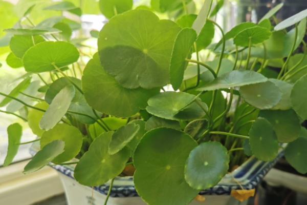 铜钱草怎么养，需要半月左右施加一次肥液