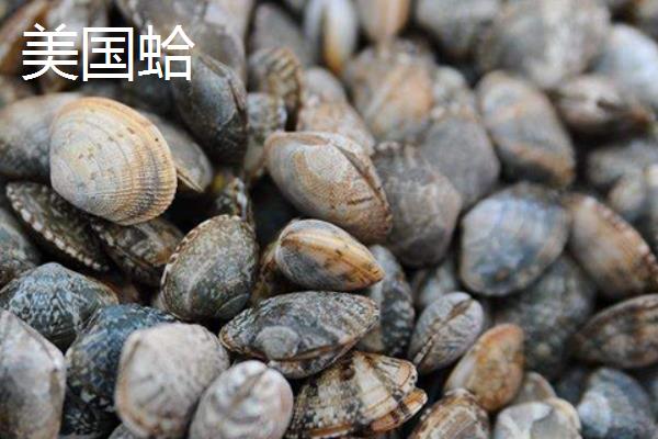 美国蛤的产地，产自美国在阿拉斯加、加利福尼亚等地