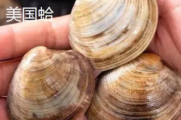 美国蛤的产地，产自美国在阿拉斯加、加利福尼亚等地