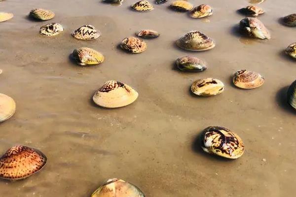 美国蛤的产地，产自美国在阿拉斯加、加利福尼亚等地