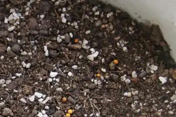 石斛的种植方法，3月下旬到4月中旬种植为佳