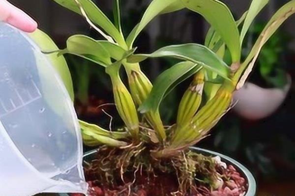 石斛的种植方法，3月下旬到4月中旬种植为佳