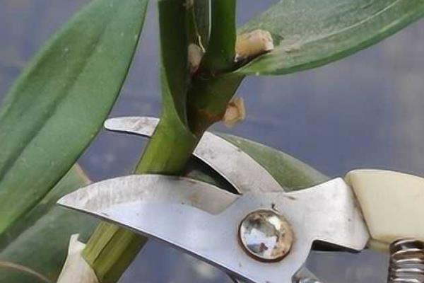 石斛的种植方法，3月下旬到4月中旬种植为佳