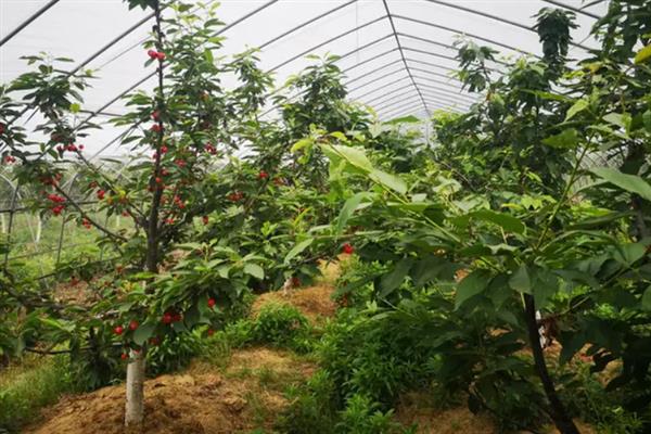 车厘子等级jd什么意思，是指质量比较普通的车厘子