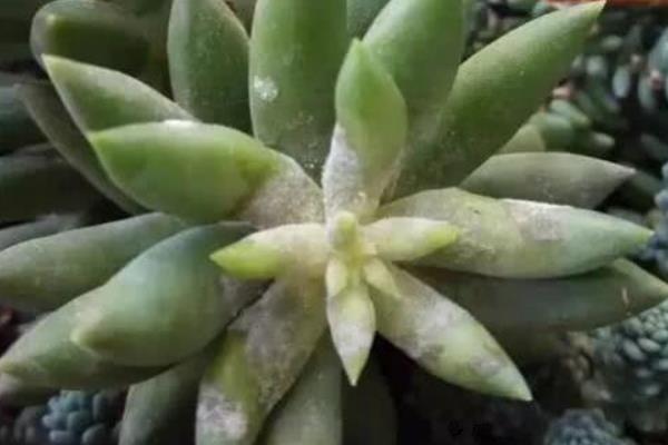 火祭多肉白霉病怎么防治，可采用物理或药物治疗方法