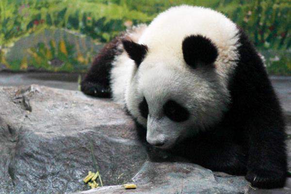 为什么大熊猫是国宝，是中国独有的动物且数量稀少