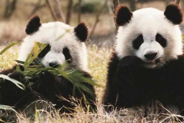 为什么大熊猫是国宝，是中国独有的动物且数量稀少