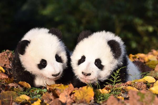 为什么大熊猫是国宝，是中国独有的动物且数量稀少