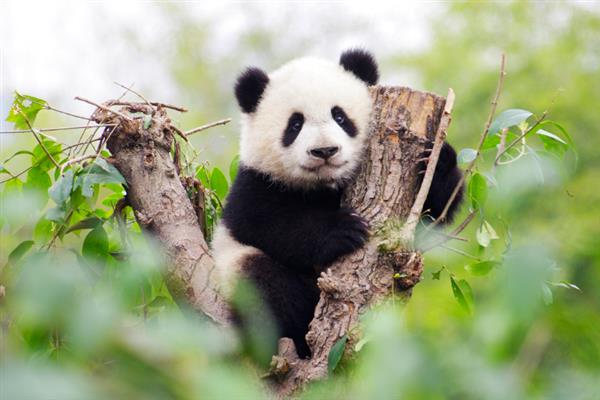 为什么大熊猫是国宝，是中国独有的动物且数量稀少