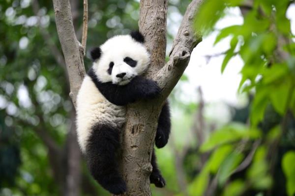为什么大熊猫是国宝，是中国独有的动物且数量稀少