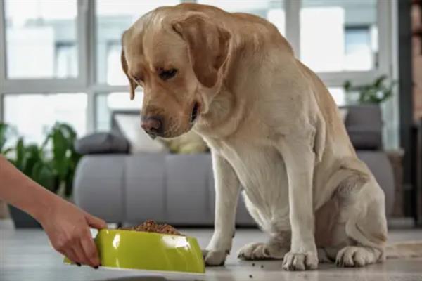 狗狗突然没食欲的原因及解决方法，可能是天气太热或食物变质导致的