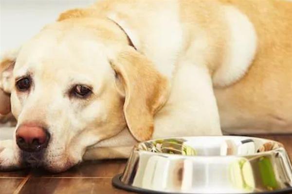 狗狗突然没食欲的原因及解决方法，可能是天气太热或食物变质导致的