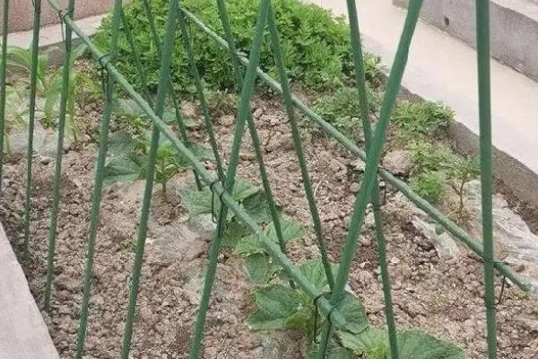 苦瓜怎么种植，要选择高产优质的杂交良种