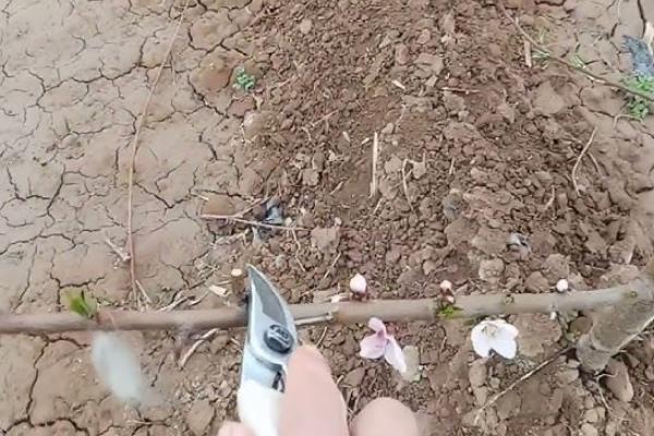 李子树的剪枝方法，幼苗期需要进行摘心打顶工作