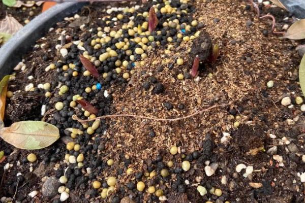 怎样养铁线莲，适宜的生长温度在15-25℃之间