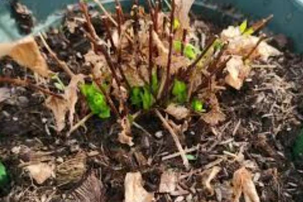 怎样养铁线莲，适宜的生长温度在15-25℃之间