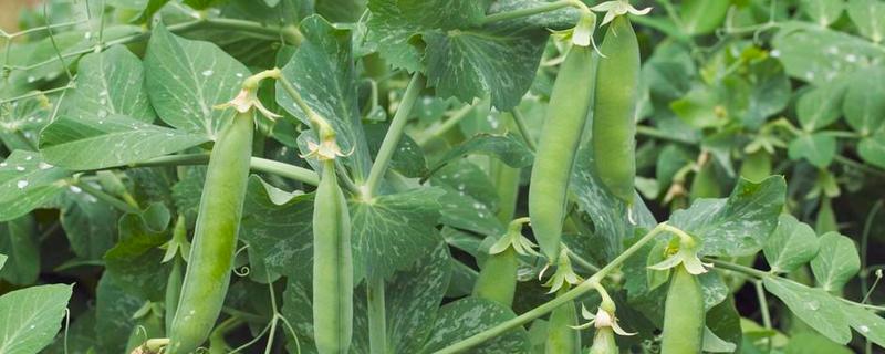 碗豆有哪些品种,常见的有甜脆、草原31等