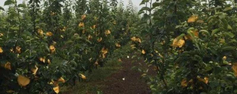 套袋梨如何防虫，套袋前用药液浸泡果袋