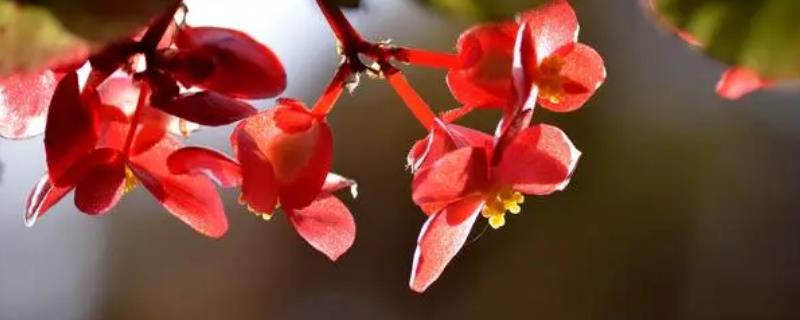 竹节海棠的摘心方式，可在春季进行