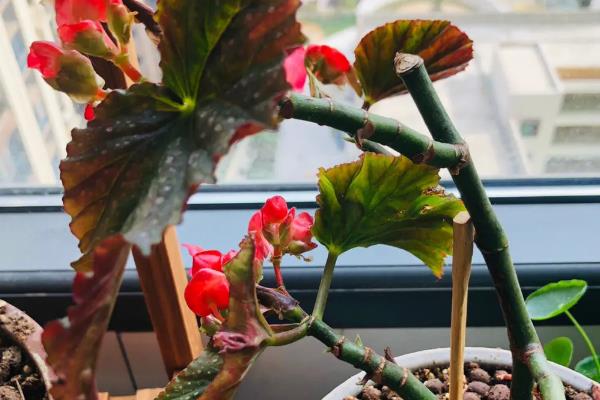 竹节海棠的摘心方式，可在春季进行