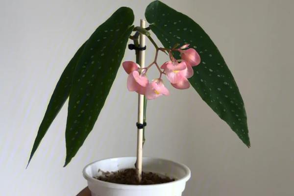 竹节海棠的摘心方式，可在春季进行