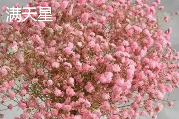 代表想念的花有哪些，常见的有勿忘我、蔷薇等