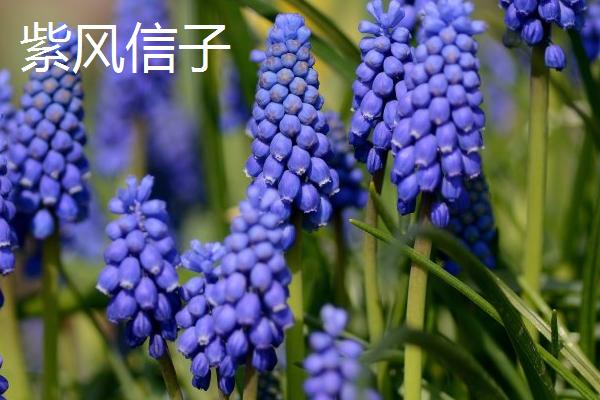 代表想念的花有哪些，常见的有勿忘我、蔷薇等