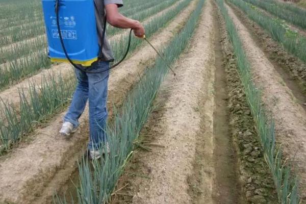 大葱疫病的防治方法，可种植高脚白、章丘大葱等抗病品种